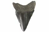Juvenile Megalodon Tooth - Georgia #90752-1